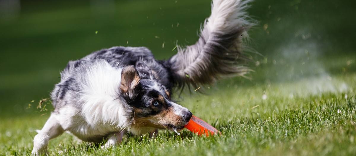 DiscDog Fun Weekend