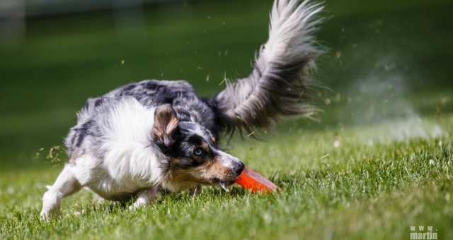 DiscDog Fun Weekend